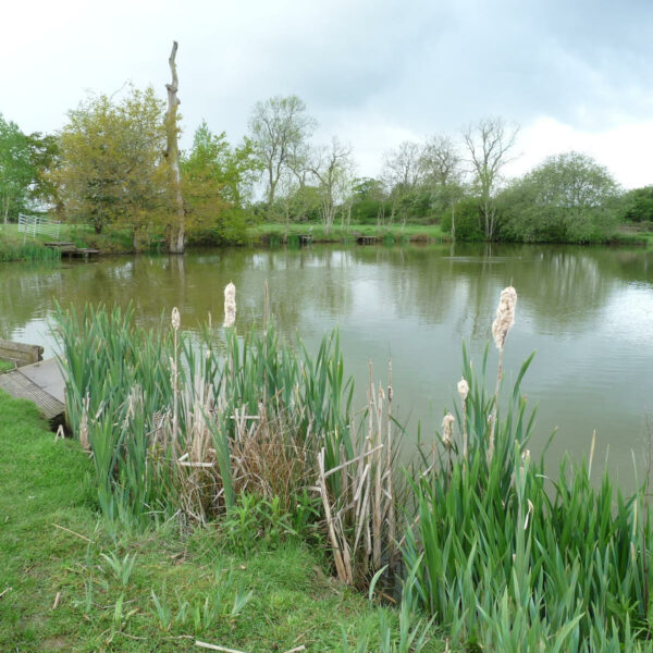 The main lake at Broad Acres Fishery