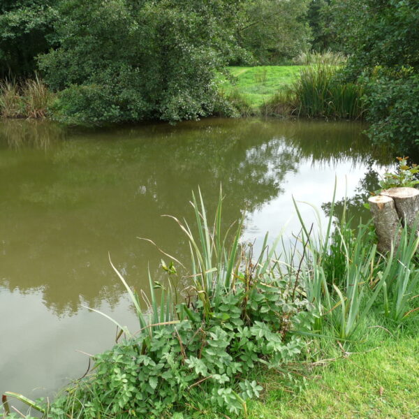 House Pool at Nine Oaks Angling Centre in west Wales