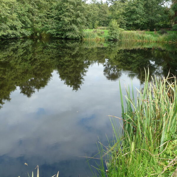 Trout pool at Nine Oaks Angling Centre in west Wales