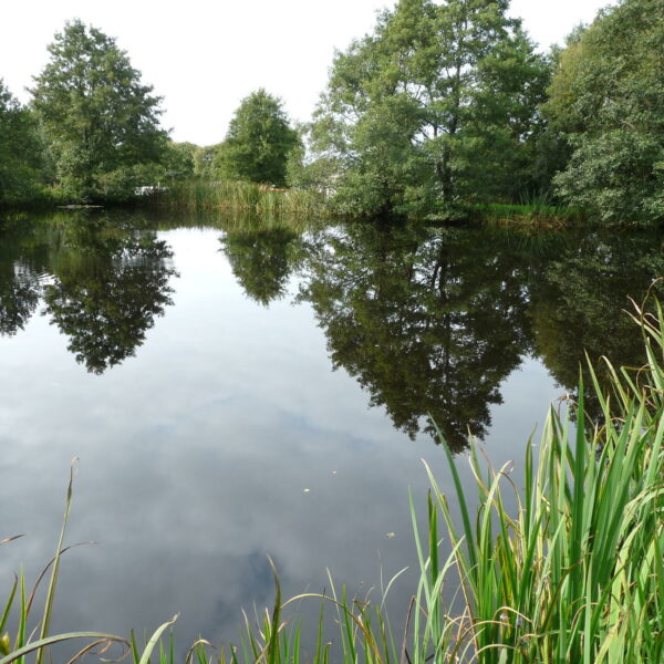 Trout pool at Nine Oaks Angling Centre in west Wales