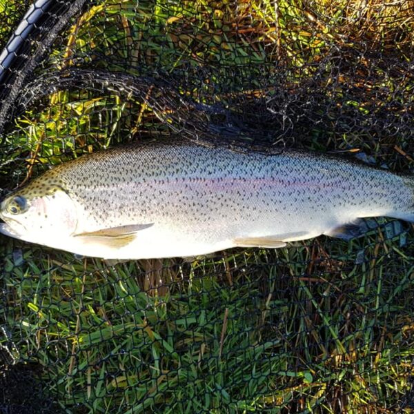 Fairgirth Trout Loch near Dalbeattie