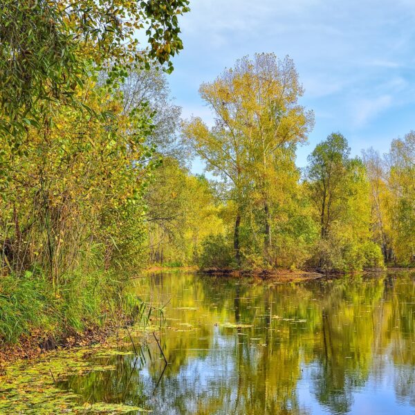 Coombe Abbey Fishing Lake
