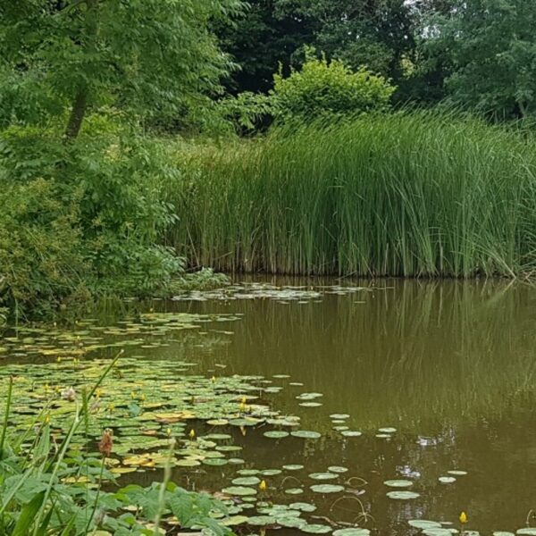 West Pitt Farm Fishery in Devon