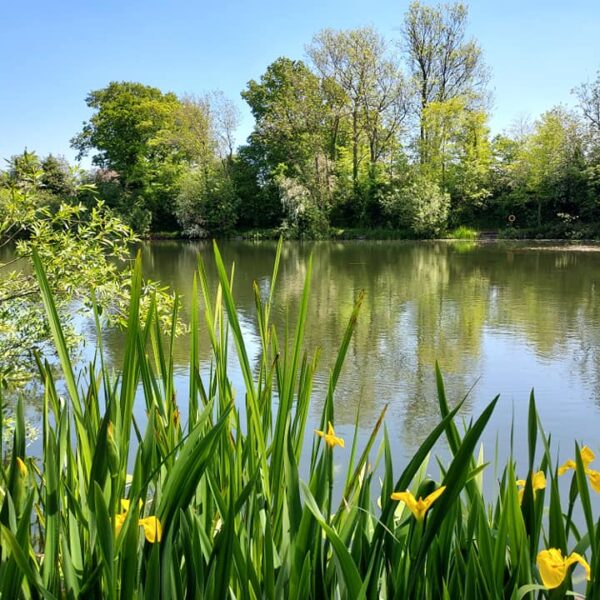 Little Pit Fishery in Hinckley
