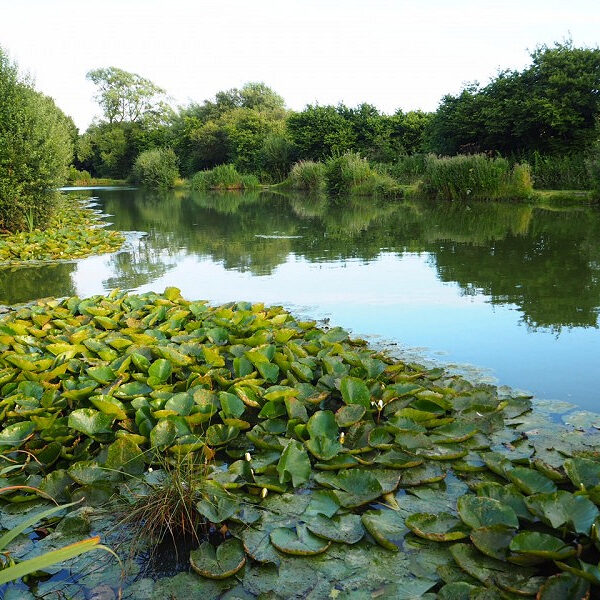 Whitepost Lake at Todber Manor in DorsetFishery