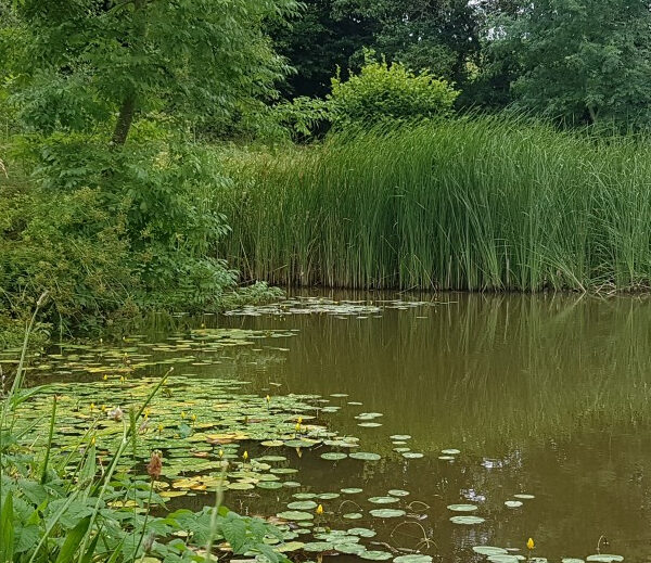 West Pitt Farm Fishery in Devon