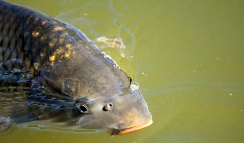An Introduction to Surface Fishing