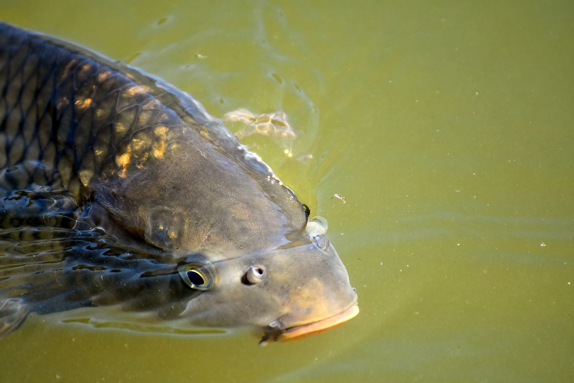 An Introduction to Surface Fishing