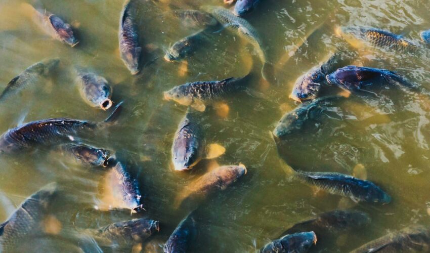 Deoxygenation can be a risk to fish stocks