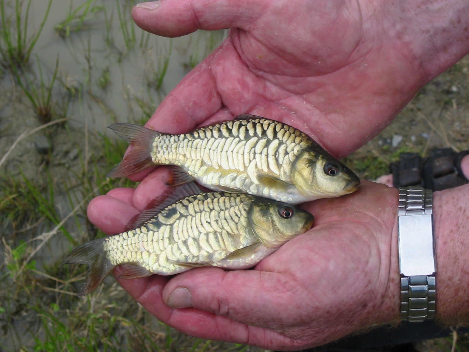 The fruits of successful carp spawning