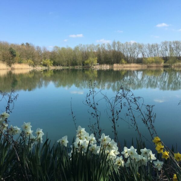 Matt Mole's Field Aston Reservoir near Newport in Shropshire