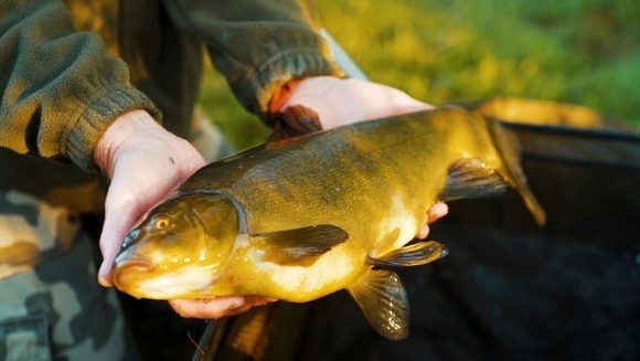 New campaign launched to protect the tench