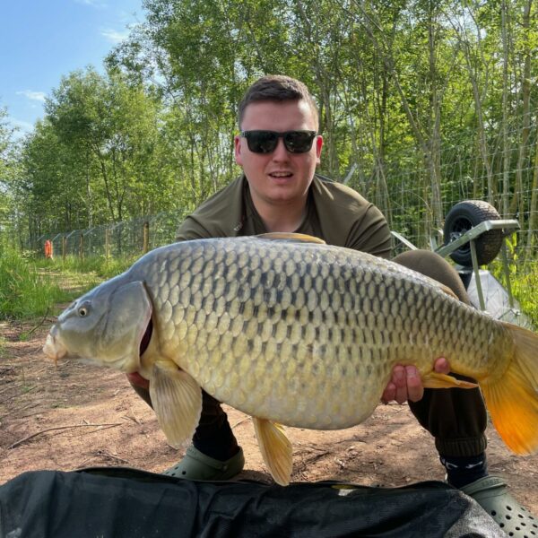 A nice specimen carp from Destan Pool exclusive carp fishery near Bridgnorth in Shropshire