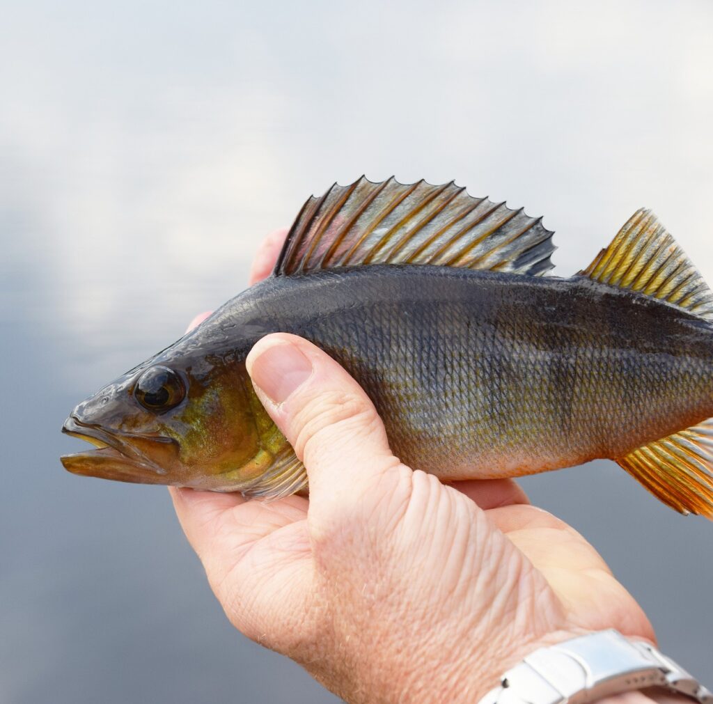 The stripy perch - often the first fish caught by many.