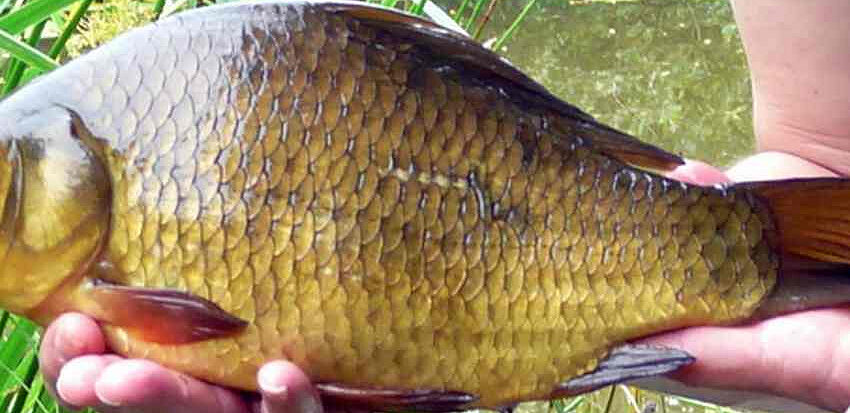It’s time to catch a Crucian
