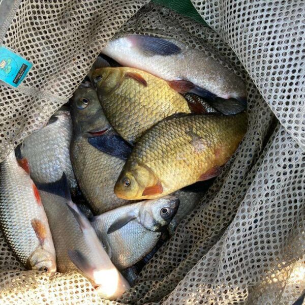 A nice net of crucian carp from Yet-Y-Gors fishery and campsite in Pembrokeshire