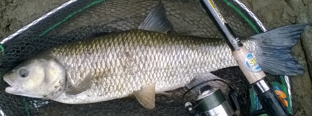 Fishing for Chub - Fisheries.co.uk