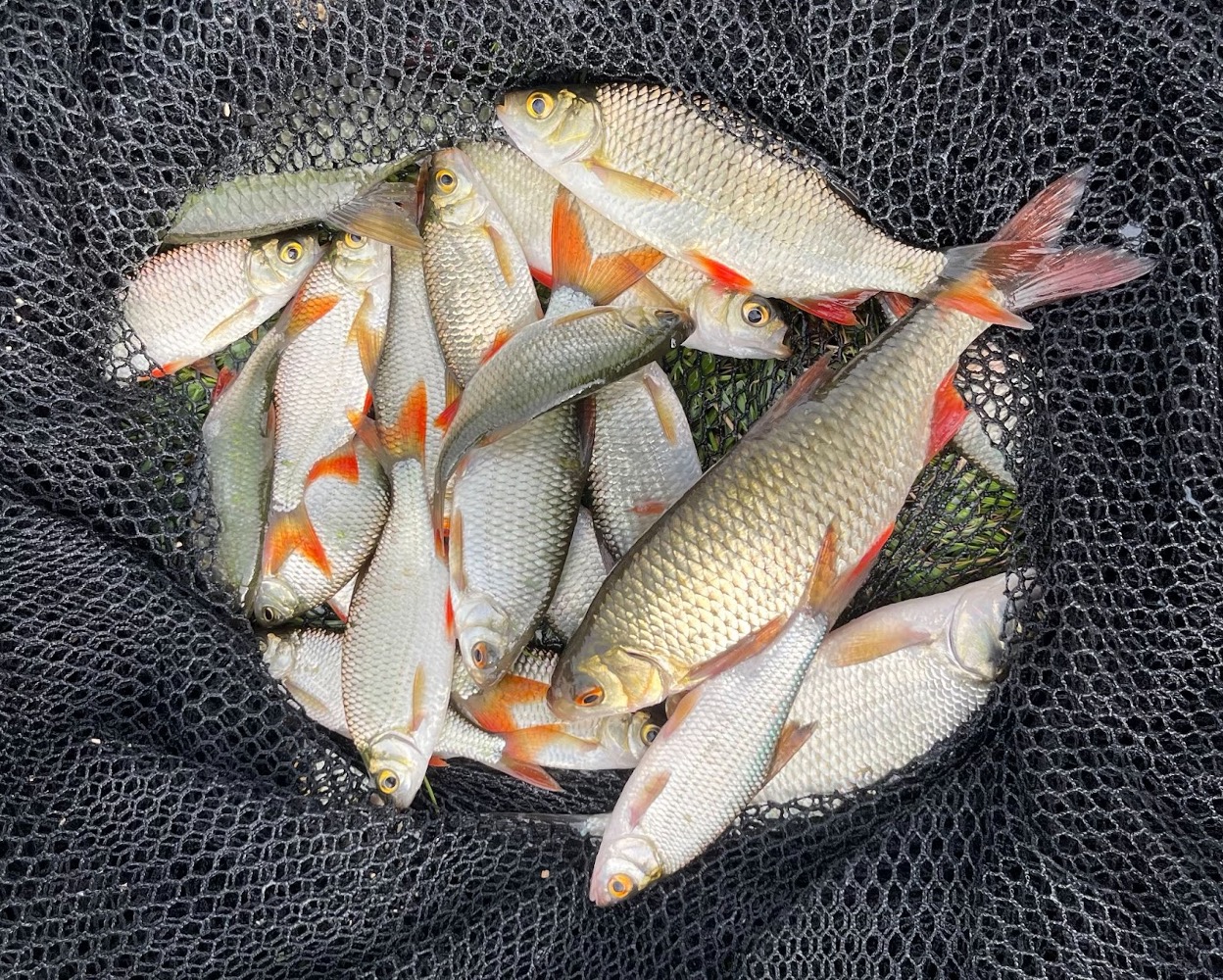 Species spotlight – fishing for Rudd