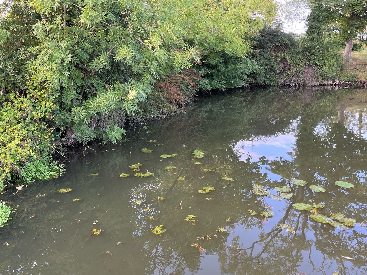 A Ruddy looking swim