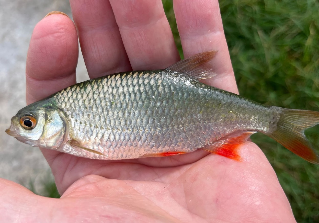 The Rudd (scardinius erythropthalmus) has a deep body with chain mail scales which in larger specimens develop from silver into a glorious burnished gold