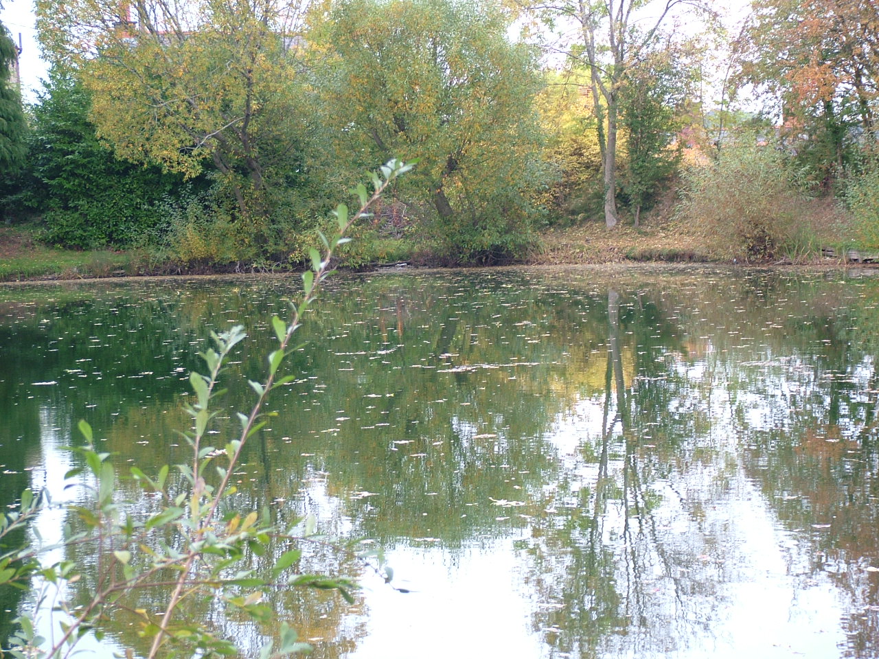 Advice for fishery owners and managers on stocking new fish