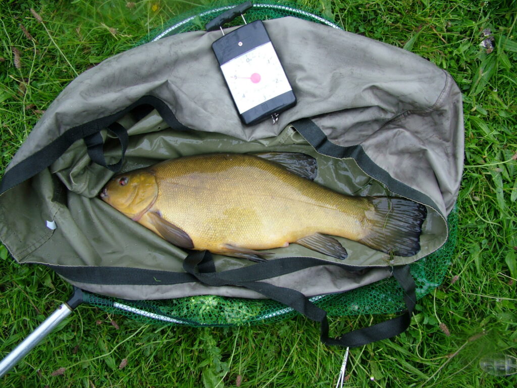 Advice for fishery owners and managers on stocking new fish