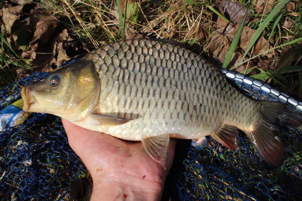 Advice for fishery owners and managers on stocking new fish