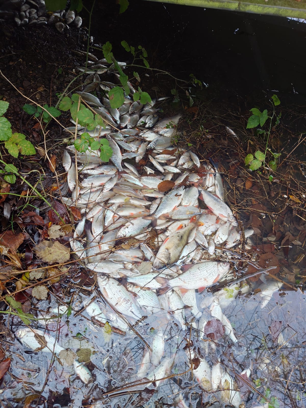 Tragic death of 100,000 fish