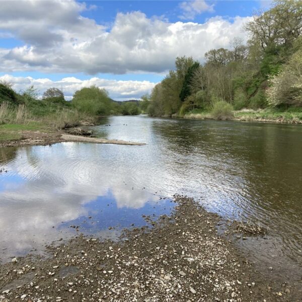 For sale - a share of The Carrots Fishery on the River Wye downstream of Hereford