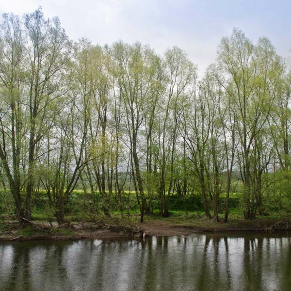 View of the River Wye from Cabalva Mill Cottage fishing holidays on the River Wye in Herefordshire