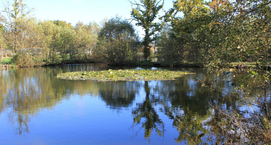 Alex's Lake at Cobbleacre Park Lakes in Hevingham, Norfolk