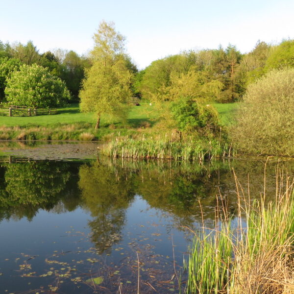 The lake at Beaples Barton holiday cottages in South Molton, Devon