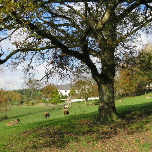 Looking towards Beaples Barton holiday cottages in South Molton, Devon