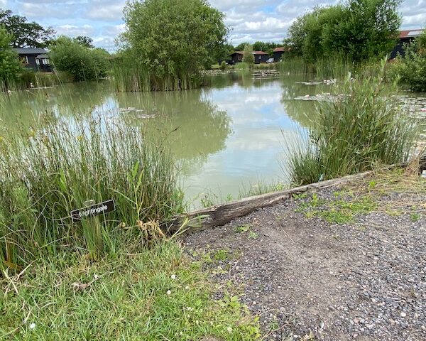 The Lodge Residents' Lake at High Lodge in Suffolk