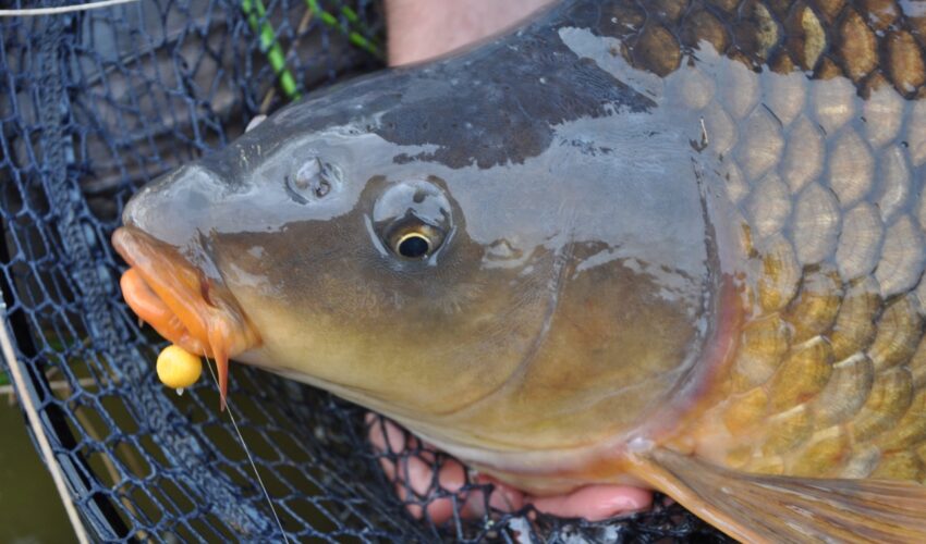 Fishing tips for hard days: How to get more bites