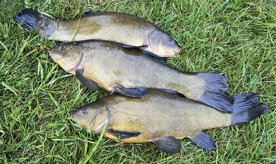 Fishing for tench