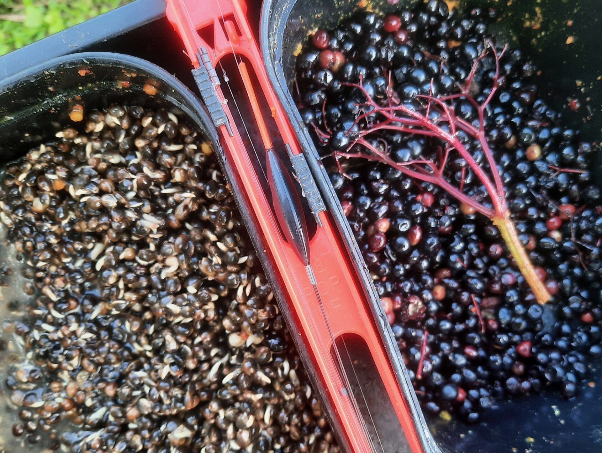 Fishing with berries and hemp in autumn can be productive
