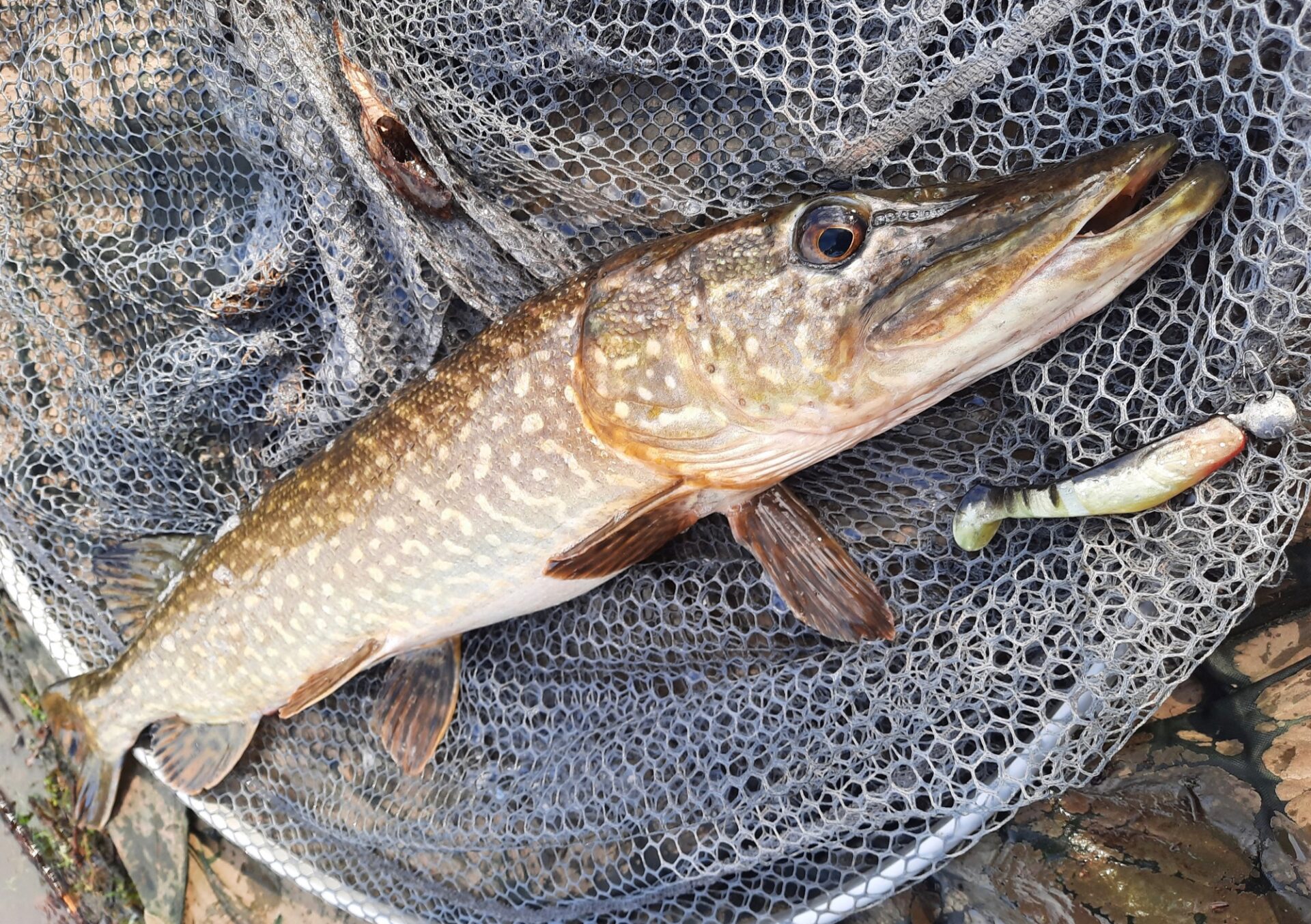 A nice small pike caught on a river by Dom in Autumn