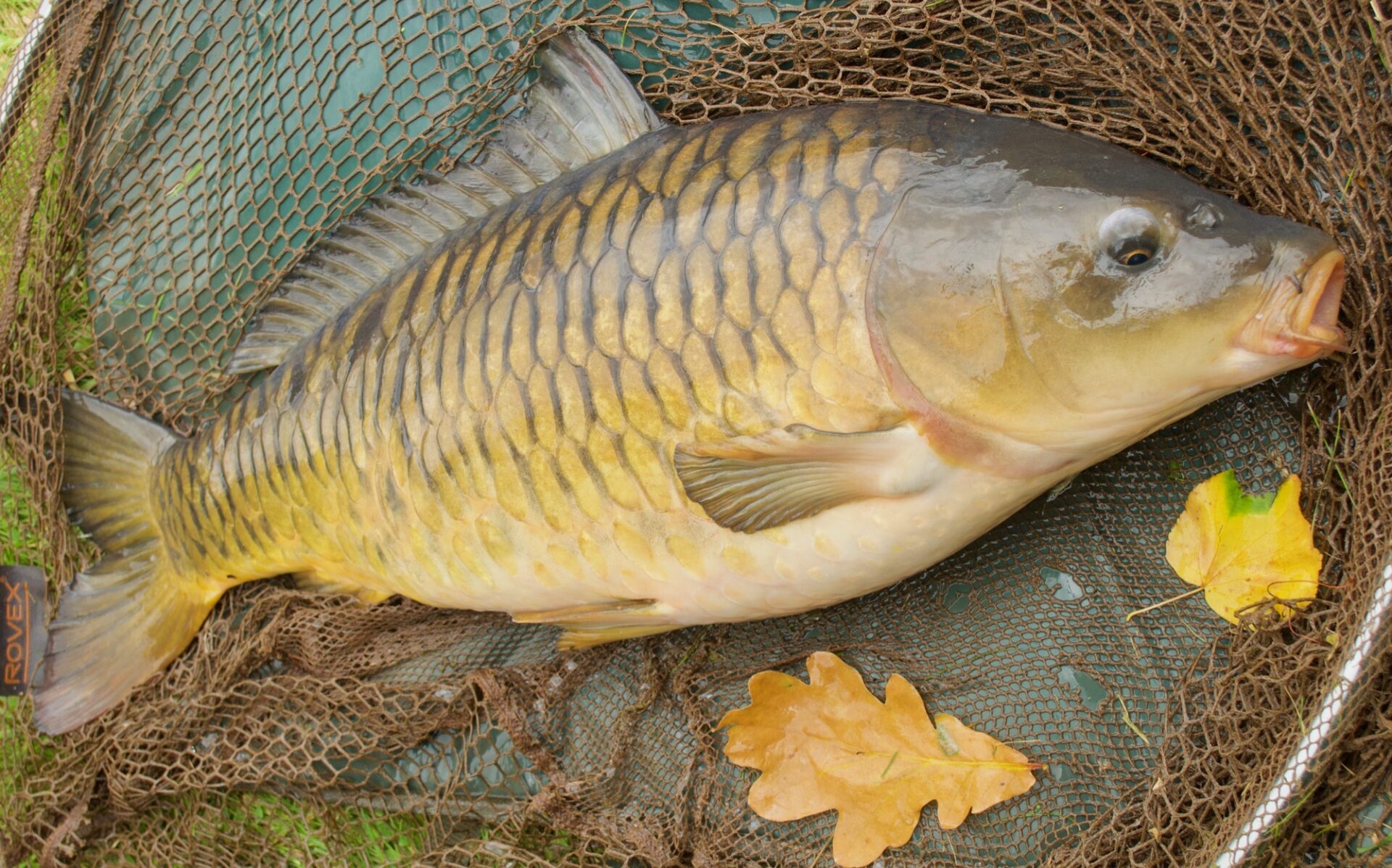 A lovely common carp caught in Autumn