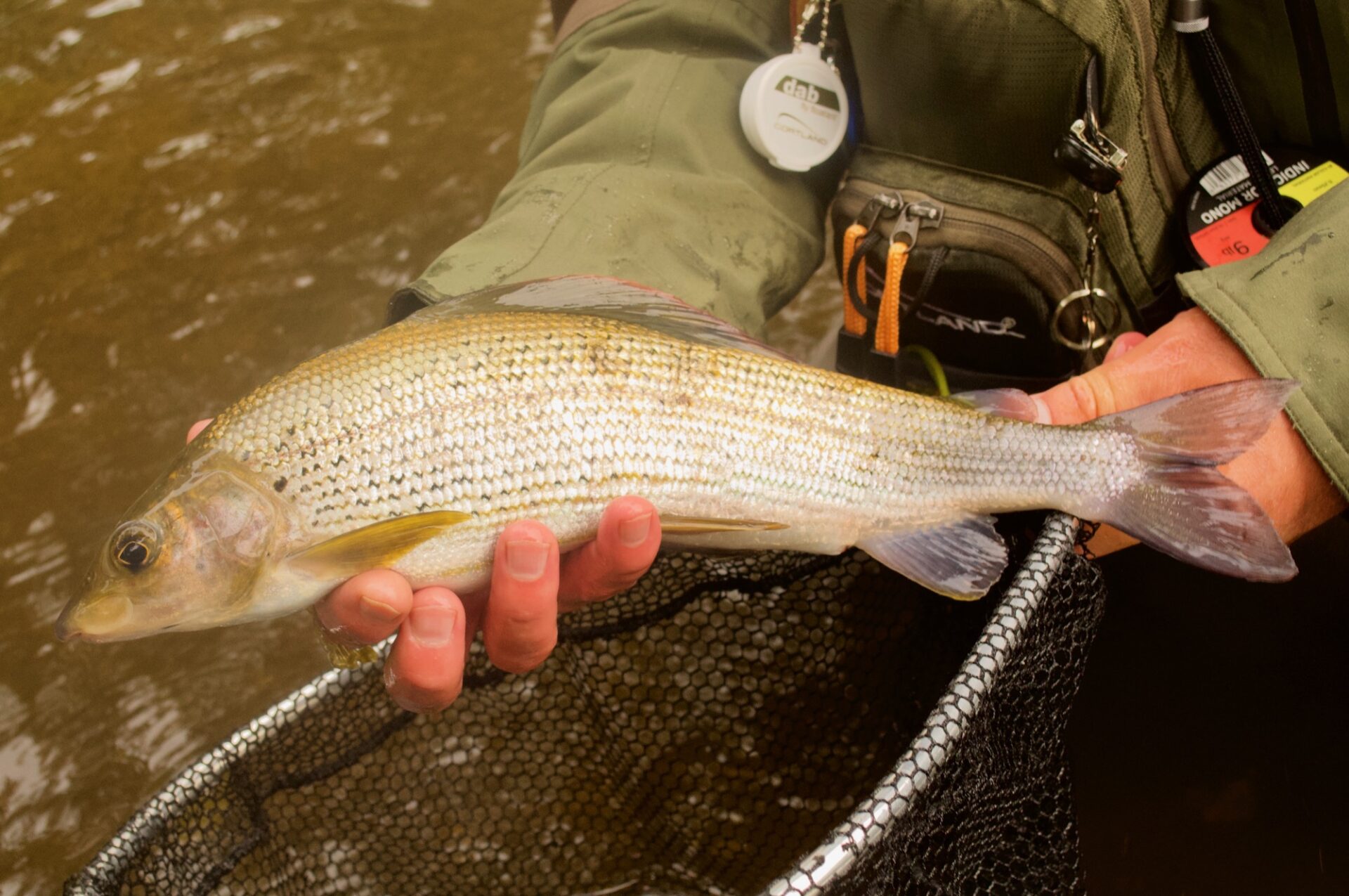 A lovely Autumn Grayling