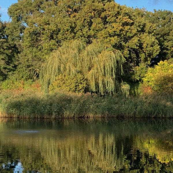 Badwell Ash Holiday Lodges and Fishing