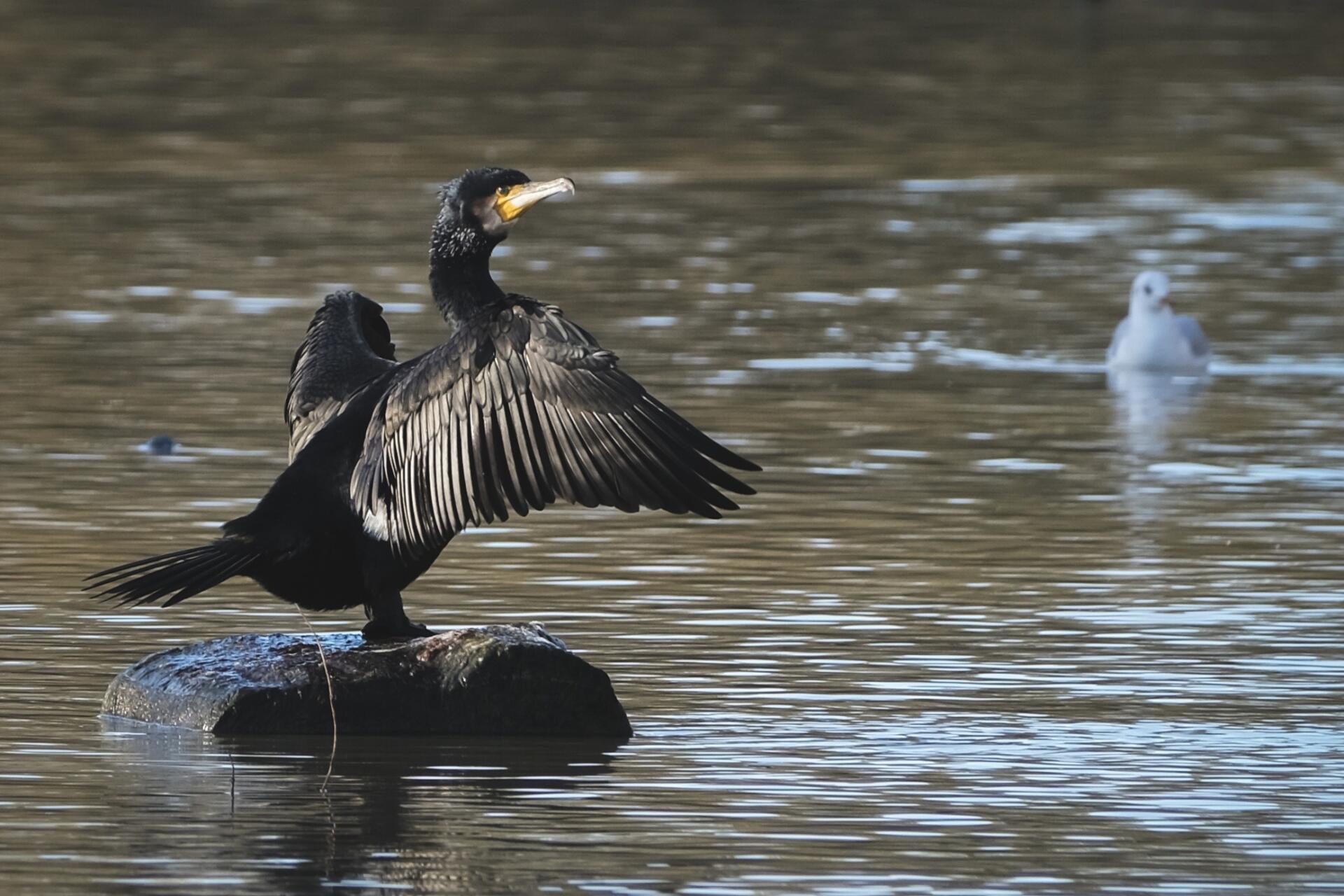 Predator control for fishery owners