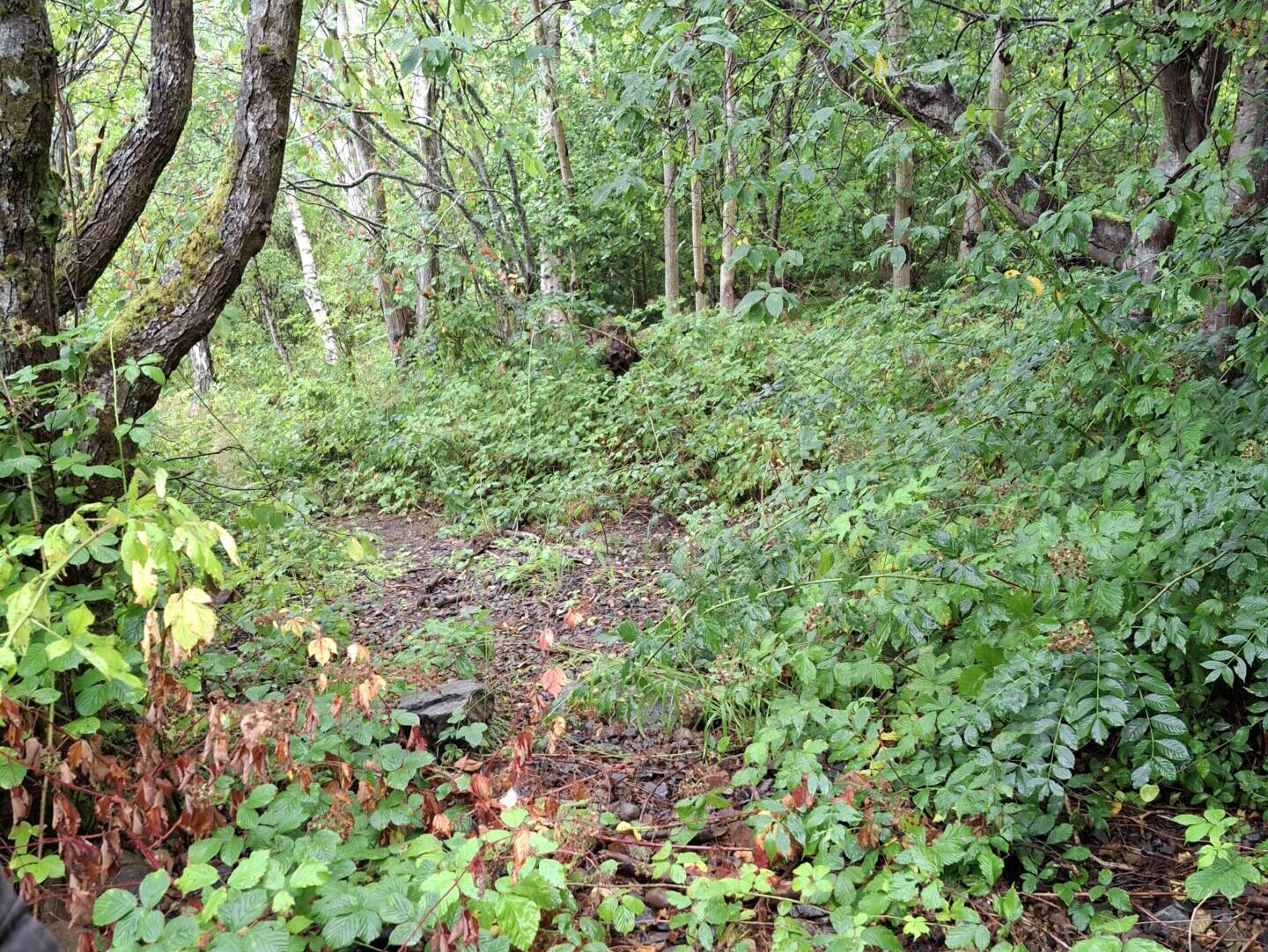 The canopy of established trees and thick vegetation acts as a natural screen from the road.